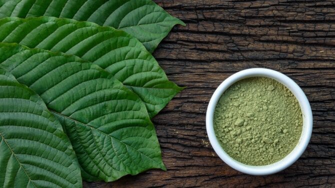 Dried kratom leaves and green botanical foliage in low light, illustrating the Mitragyna speciosa plant that 7-hydroxymitragynine is derived from
