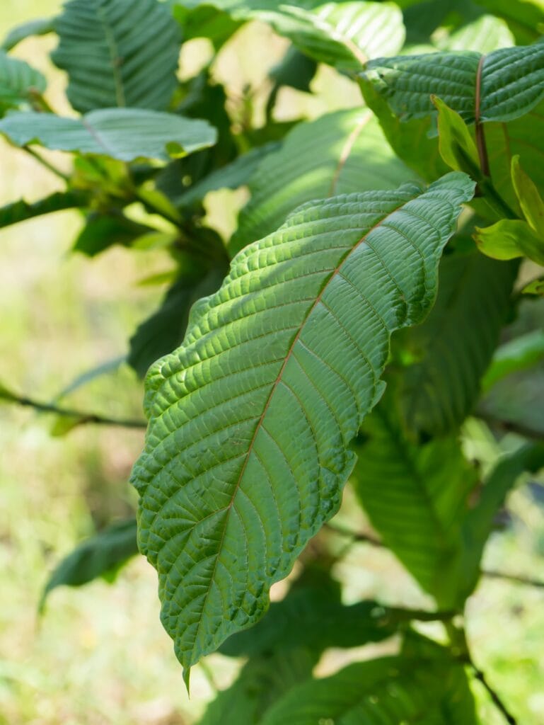 Close-up of fresh green kratom leaves growing on the plant