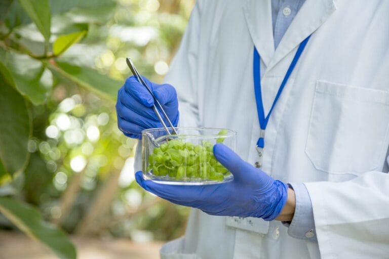 Mitragyna Speciosa: The Kratom Tree Explained